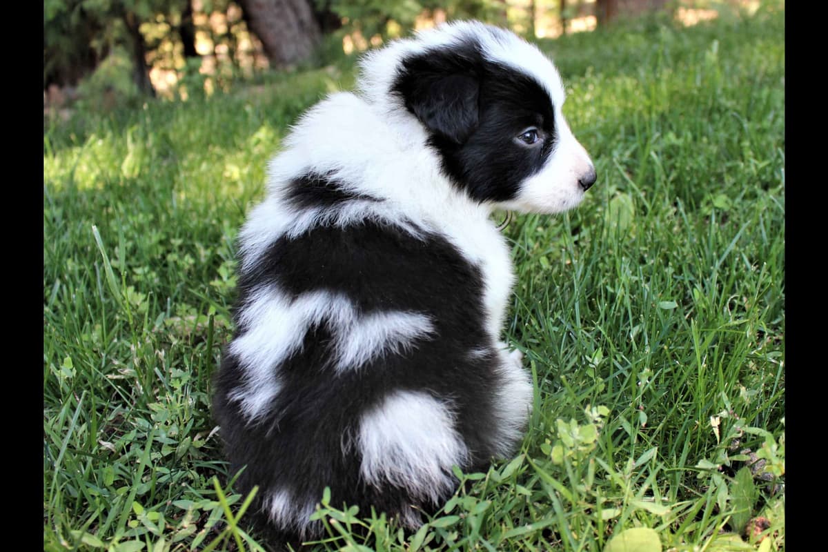 Border Collie Puppies - Show Quality - Lower Drive - Family Puppies breeder image 25