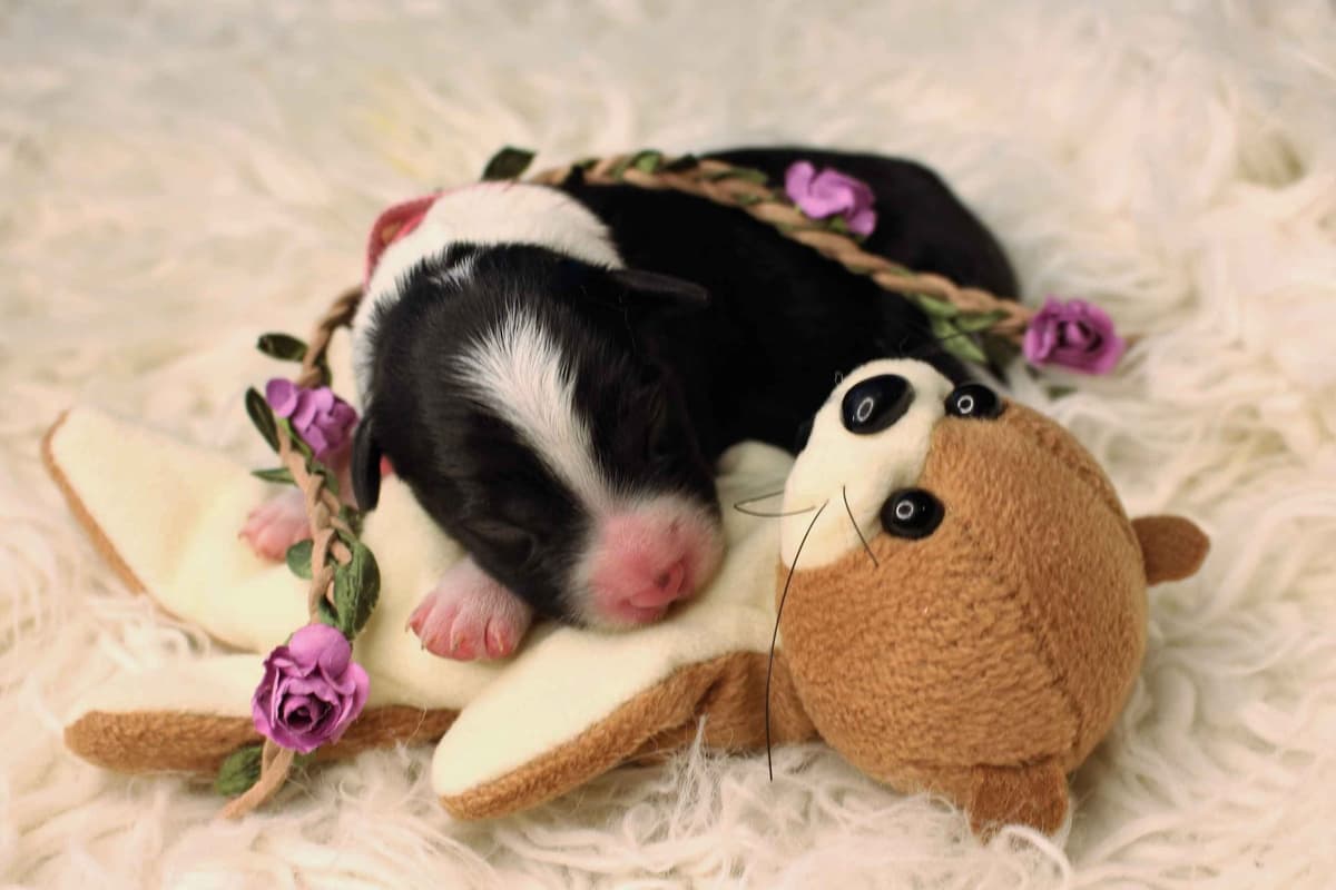 Border Collie Puppies - Show Quality - Lower Drive - Family Puppies breeder image 27
