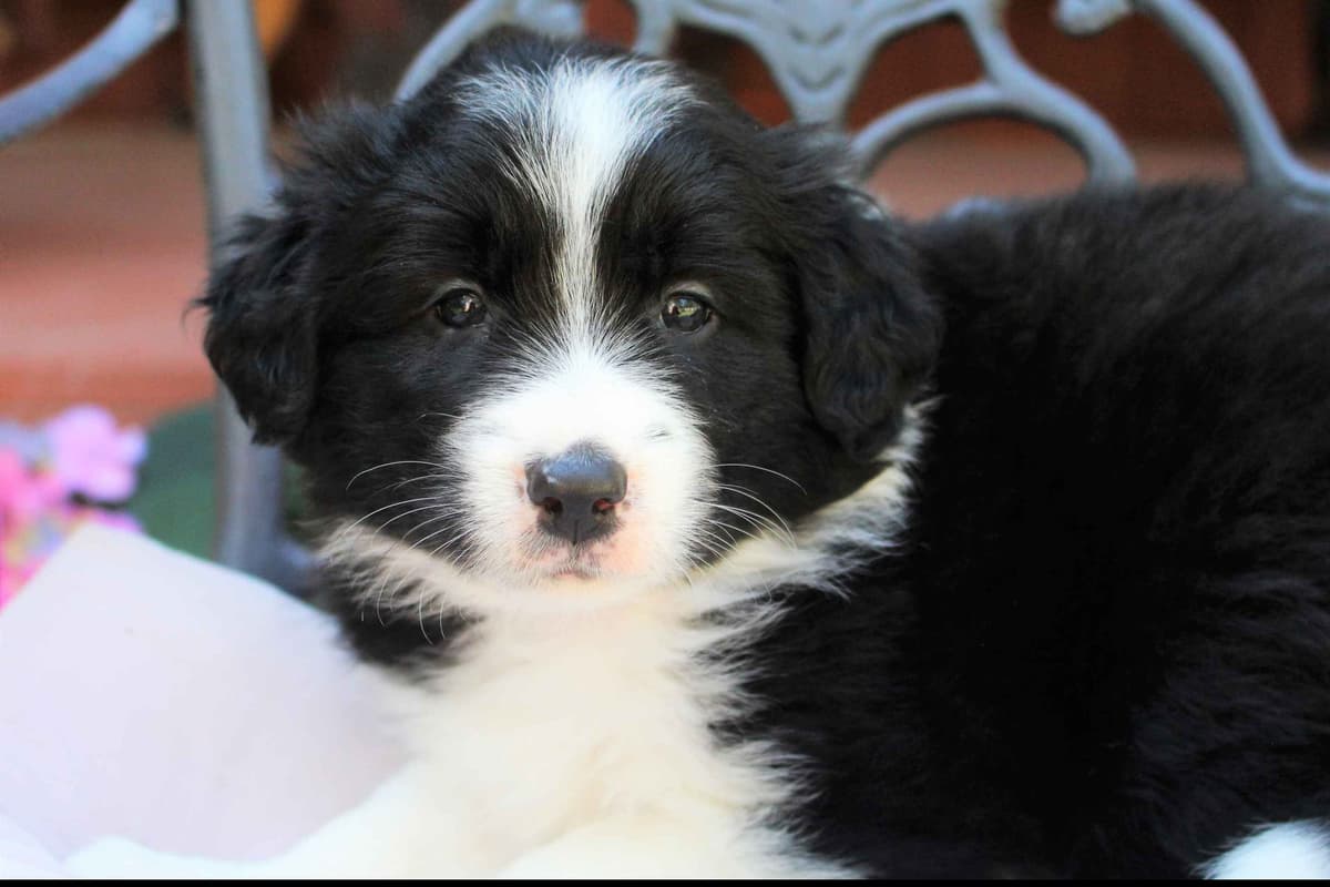 Border Collie Puppies - Show Quality - Lower Drive - Family Puppies breeder image 28