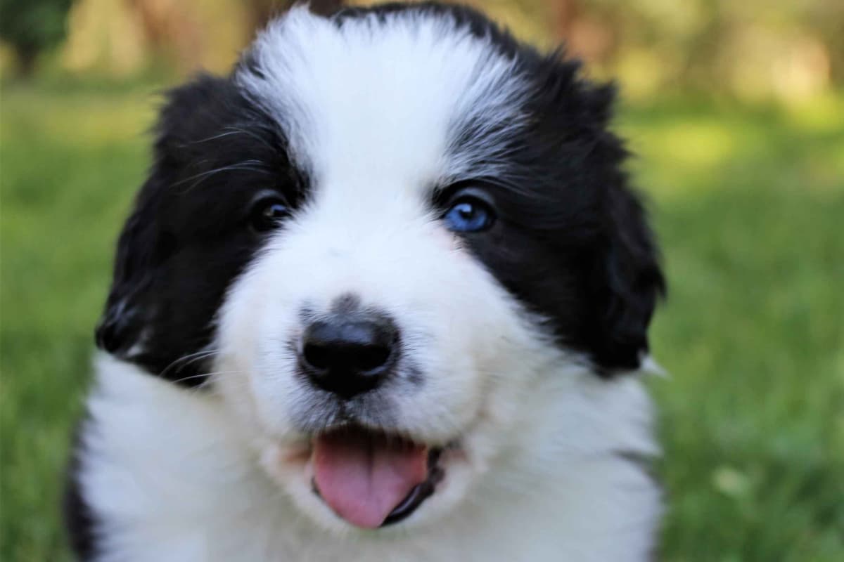 Border Collie Puppies - Show Quality - Lower Drive - Family Puppies breeder image 29