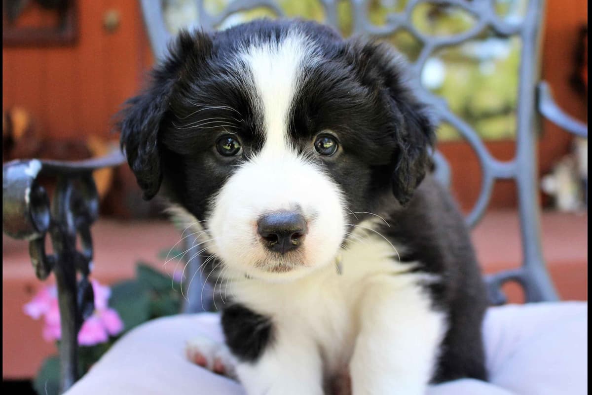 Border Collie Puppies - Show Quality - Lower Drive - Family Puppies breeder image 30