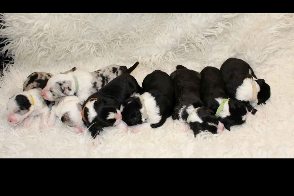 Border Collie Puppies - Show Quality - Lower Drive - Family Puppies breeder image 31