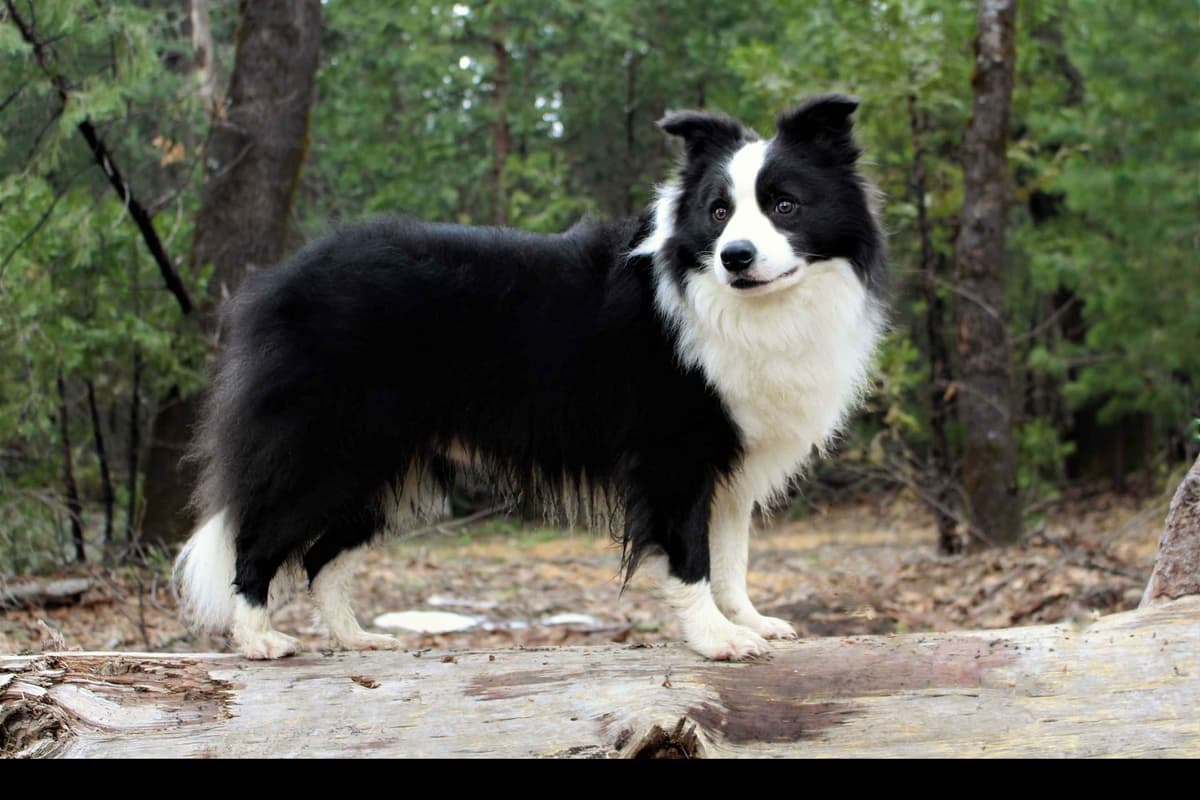 Border Collie Puppies - Show Quality - Lower Drive - Family Puppies breeder image 33