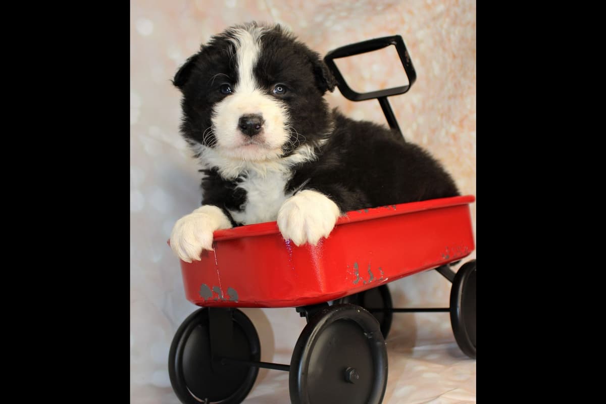 Border Collie Puppies - Show Quality - Lower Drive - Family Puppies breeder image 34