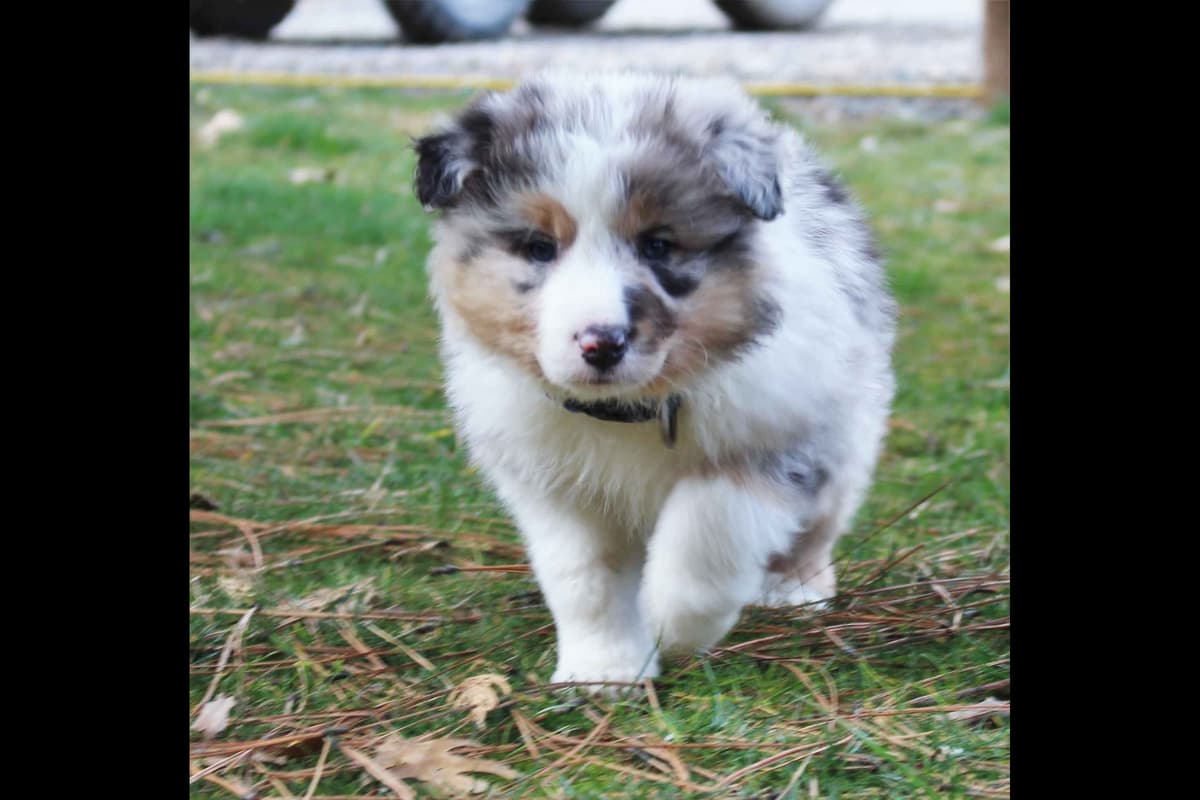 Border Collie Puppies - Show Quality - Lower Drive - Family Puppies breeder image 35