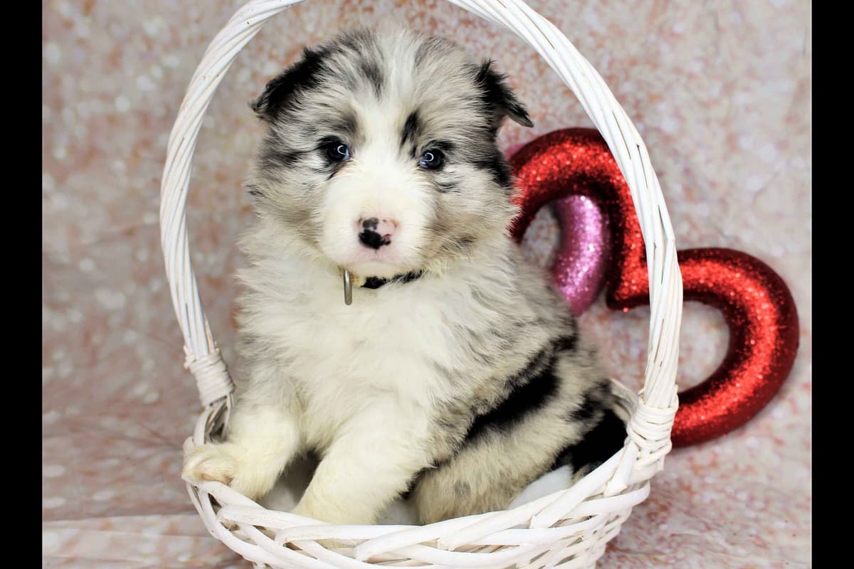 Border Collie Puppies - Show Quality - Lower Drive - Family Puppies breeder image 36