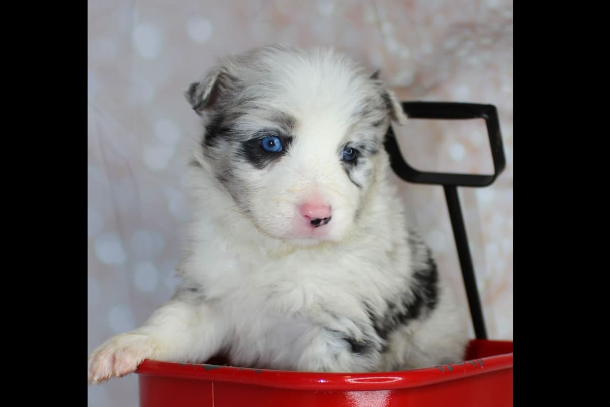 Border Collie Puppies - Show Quality - Lower Drive - Family Puppies breeder image 37