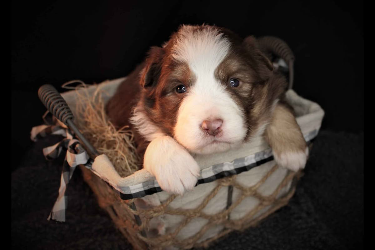Border Collie Puppies - Show Quality - Lower Drive - Family Puppies breeder image 38