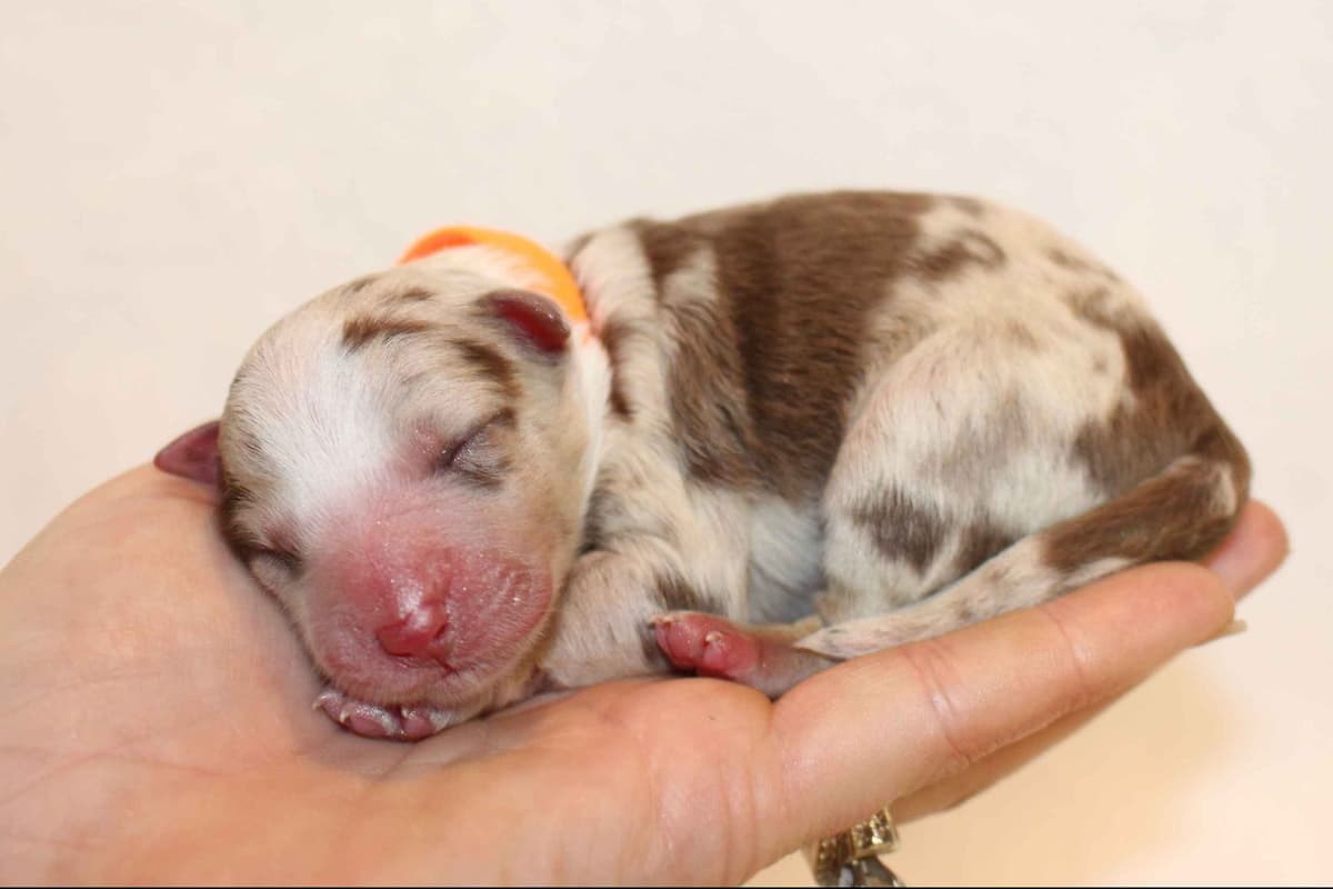 Border Collie Puppies - Show Quality - Lower Drive - Family Puppies breeder image 39