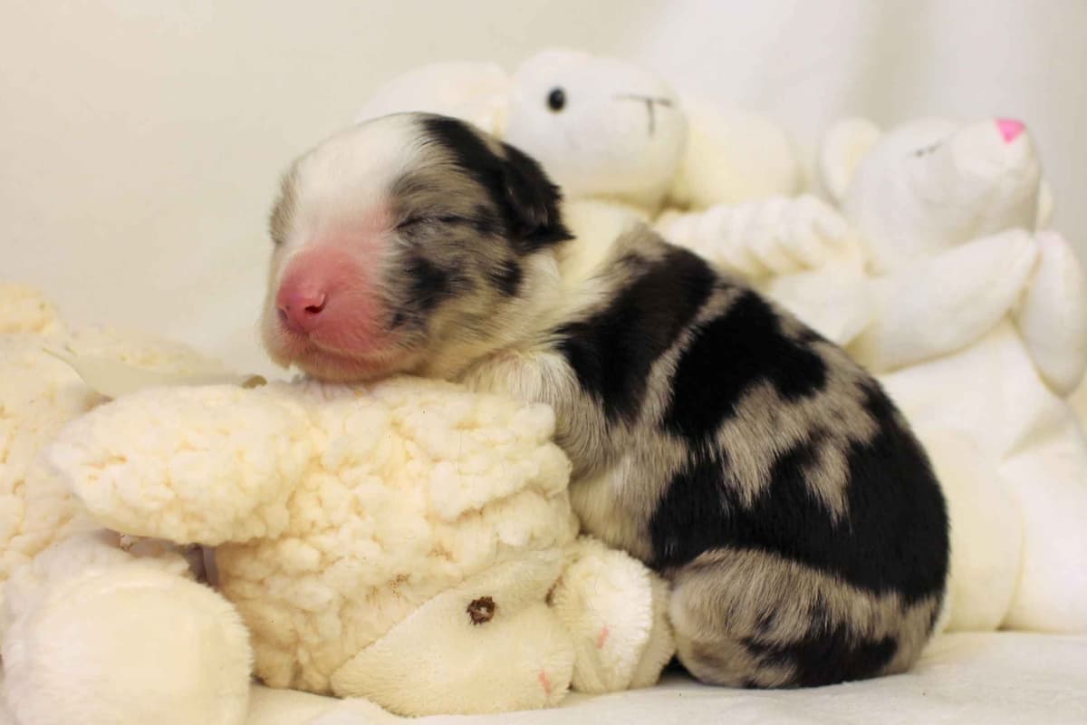Border Collie Puppies - Show Quality - Lower Drive - Family Puppies breeder image 40