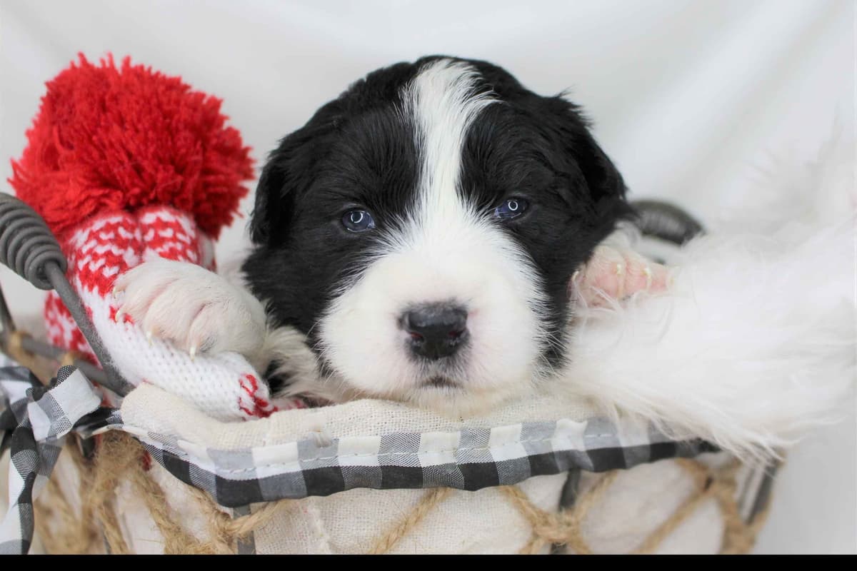 Border Collie Puppies - Show Quality - Lower Drive - Family Puppies breeder image 41
