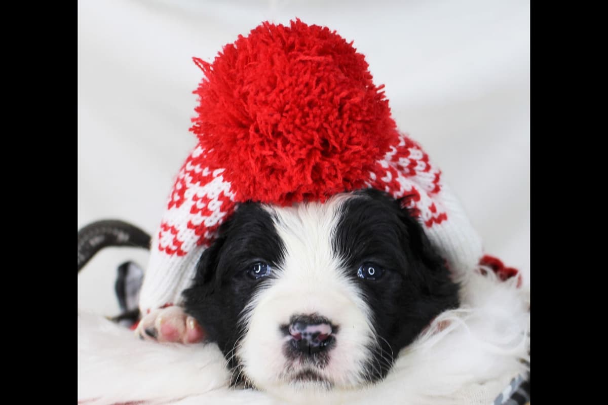 Border Collie Puppies - Show Quality - Lower Drive - Family Puppies breeder image 42