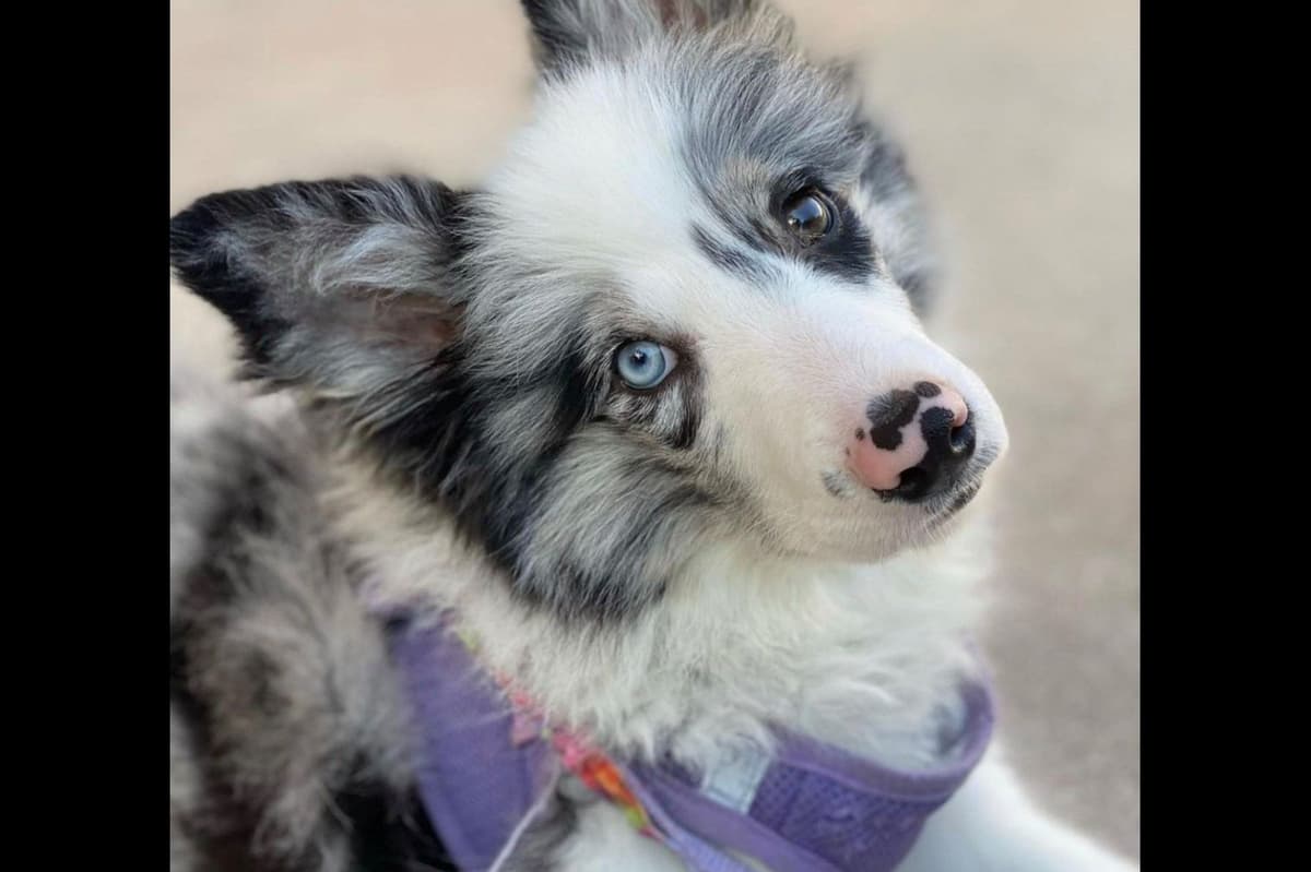 Border Collie Puppies - Show Quality - Lower Drive - Family Puppies breeder image 43