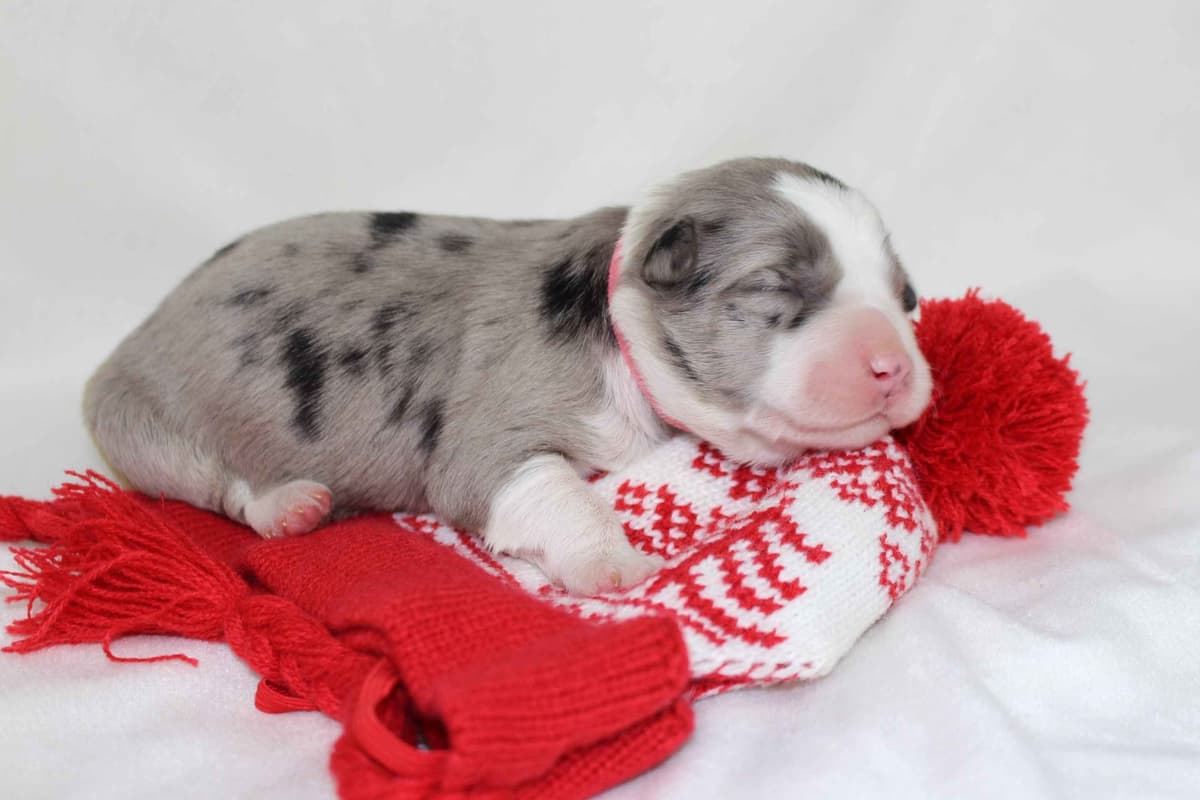 Border Collie Puppies - Show Quality - Lower Drive - Family Puppies breeder image 44
