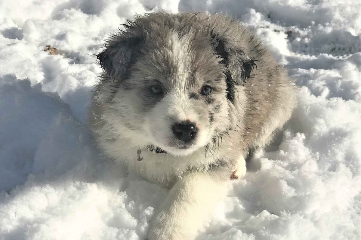 Border Collie Puppies - Show Quality - Lower Drive - Family Puppies breeder image 45