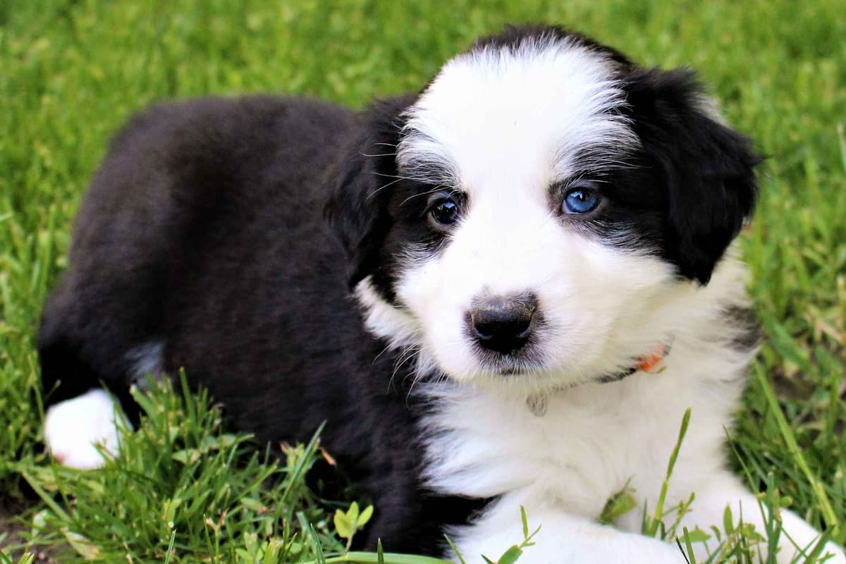 Border Collie Puppies - Show Quality - Lower Drive - Family Puppies breeder image 46