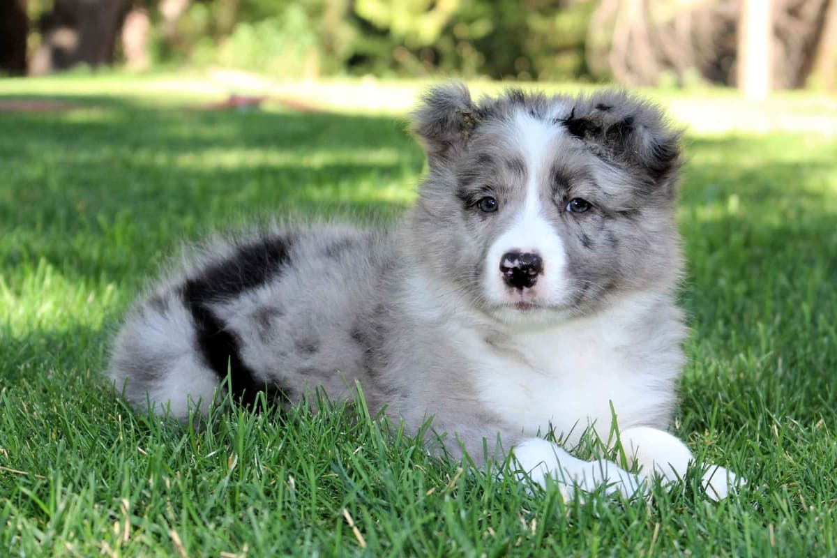 Border Collie Puppies - Show Quality - Lower Drive - Family Puppies breeder image 48