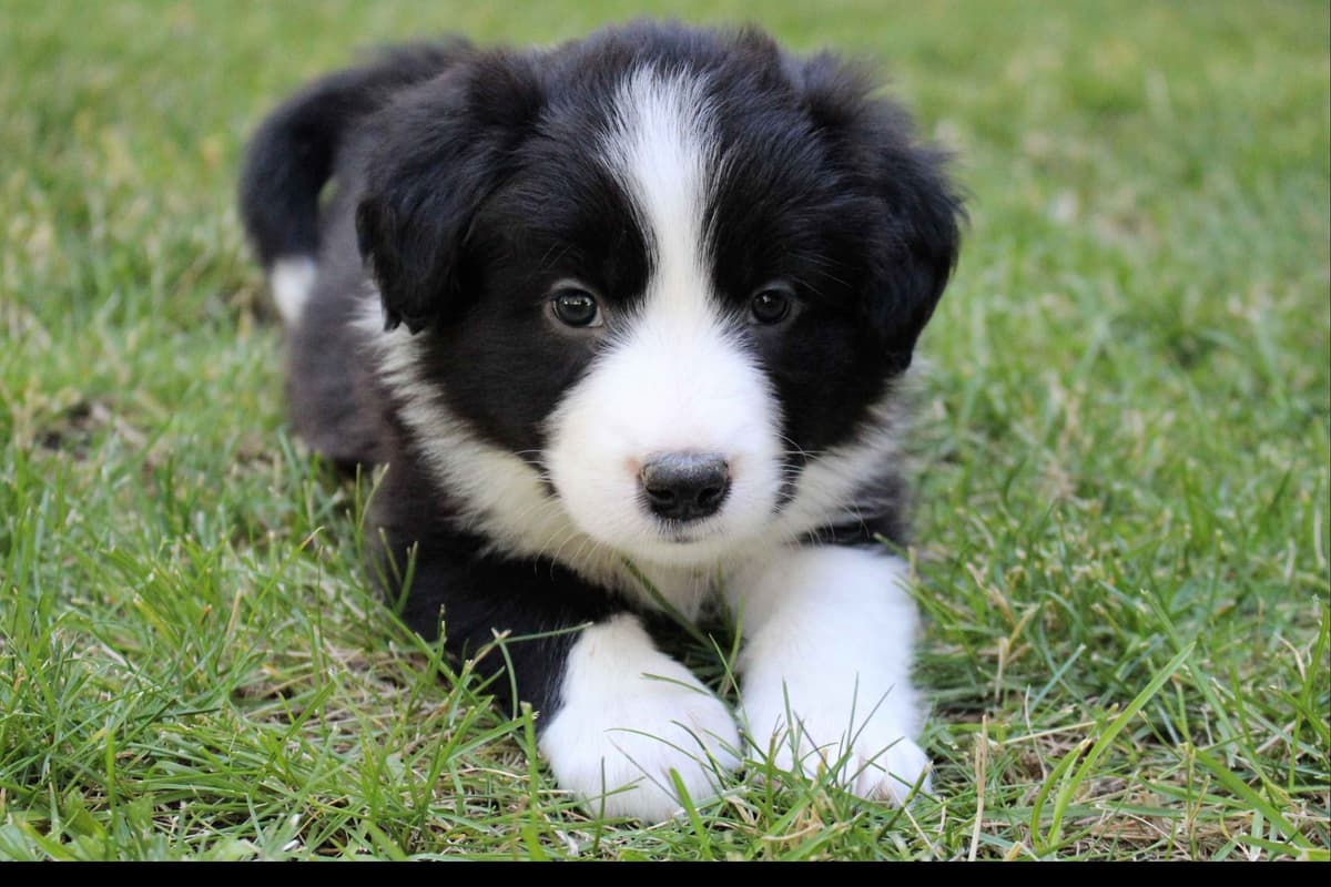 Border Collie Puppies - Show Quality - Lower Drive - Family Puppies breeder image 49