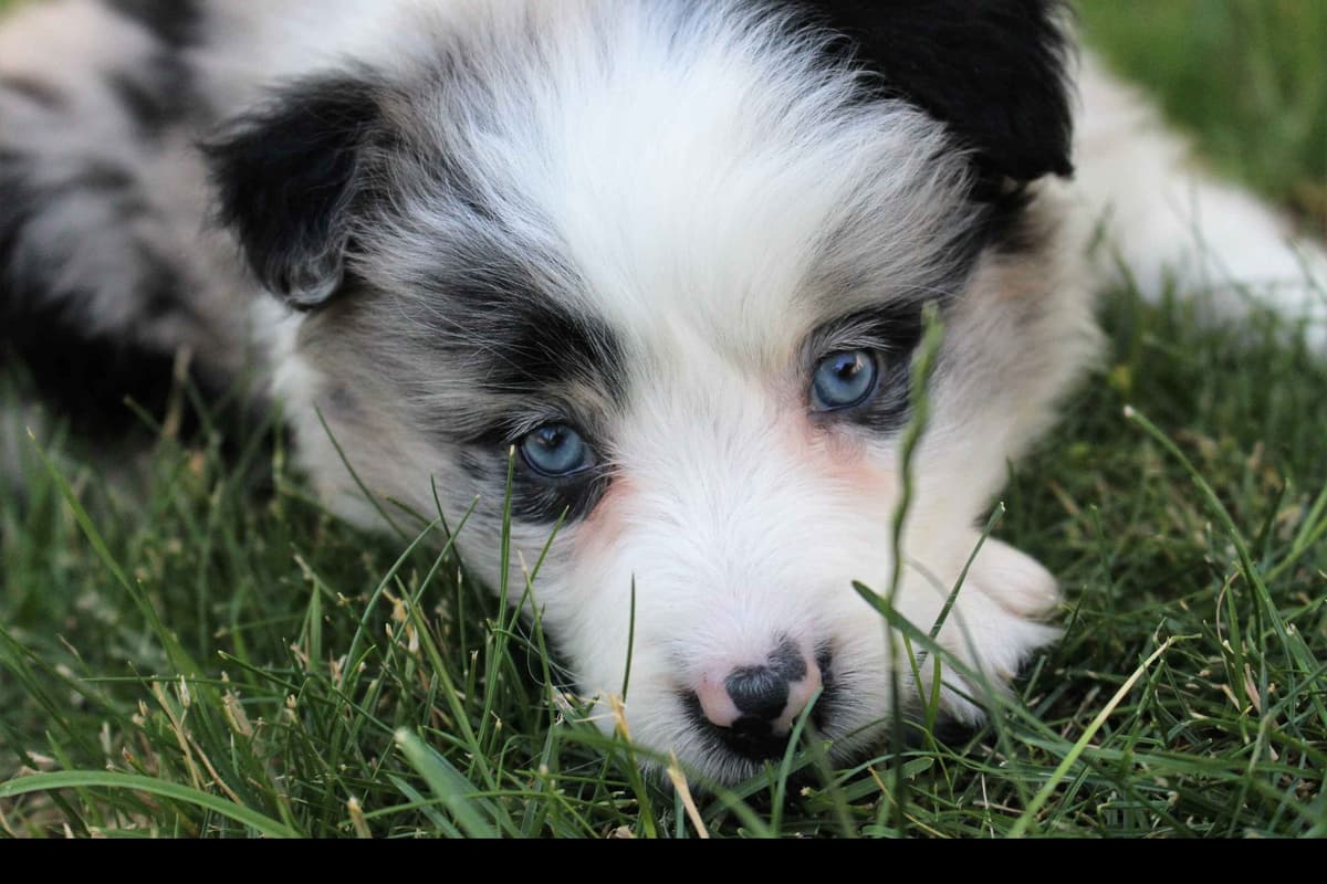 Border Collie Puppies - Show Quality - Lower Drive - Family Puppies breeder image 50