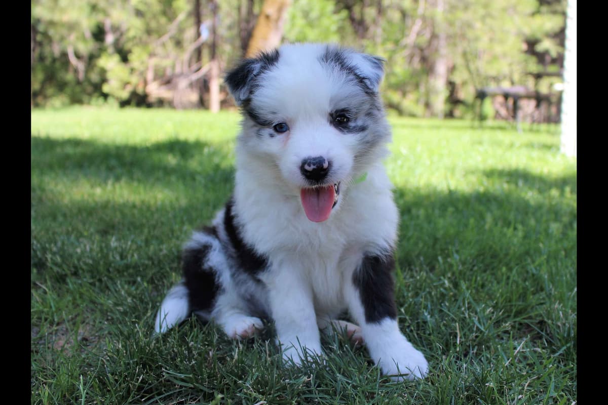 Border Collie Puppies - Show Quality - Lower Drive - Family Puppies breeder image 51