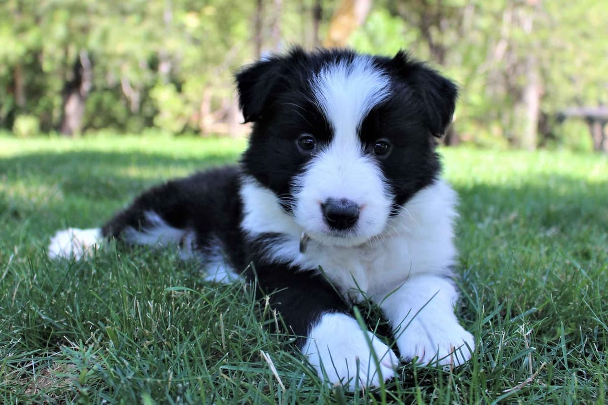 Border Collie Puppies - Show Quality - Lower Drive - Family Puppies breeder image 52