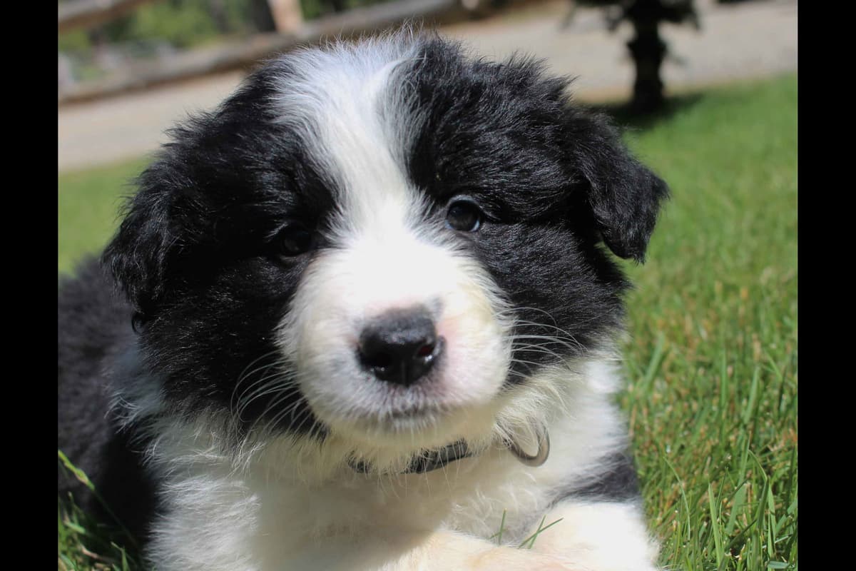 Border Collie Puppies - Show Quality - Lower Drive - Family Puppies breeder image 54