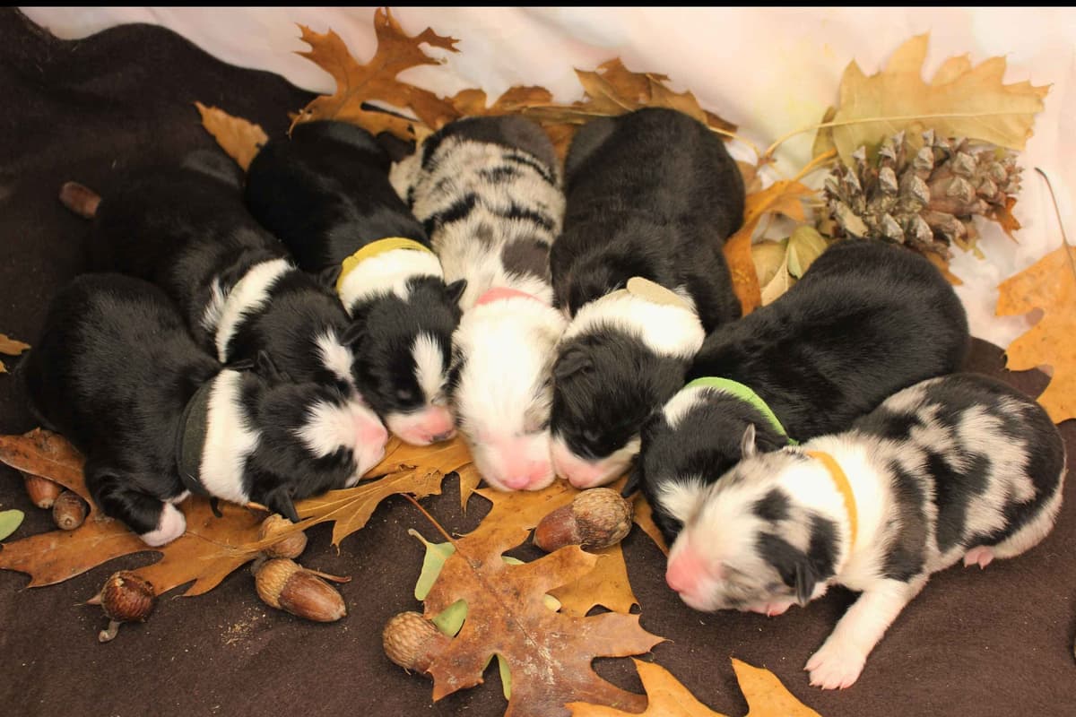 Border Collie Puppies - Show Quality - Lower Drive - Family Puppies breeder image 55