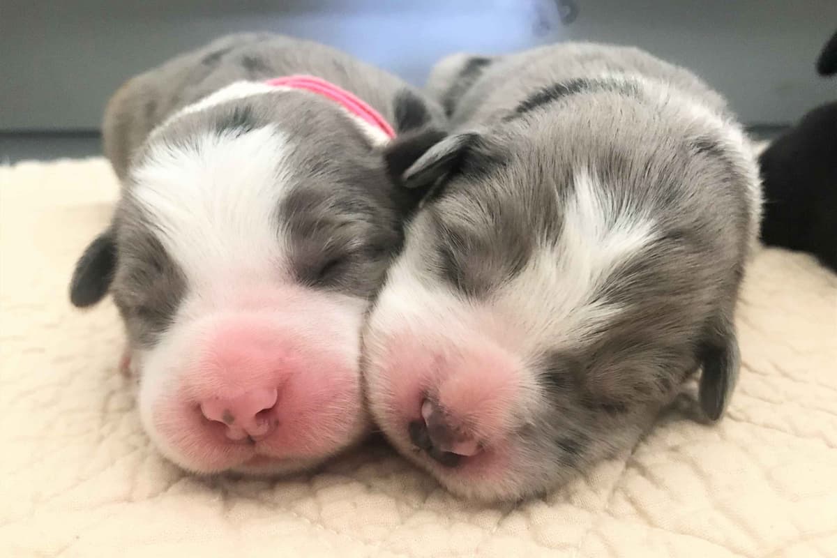 Border Collie Puppies - Show Quality - Lower Drive - Family Puppies breeder image 56