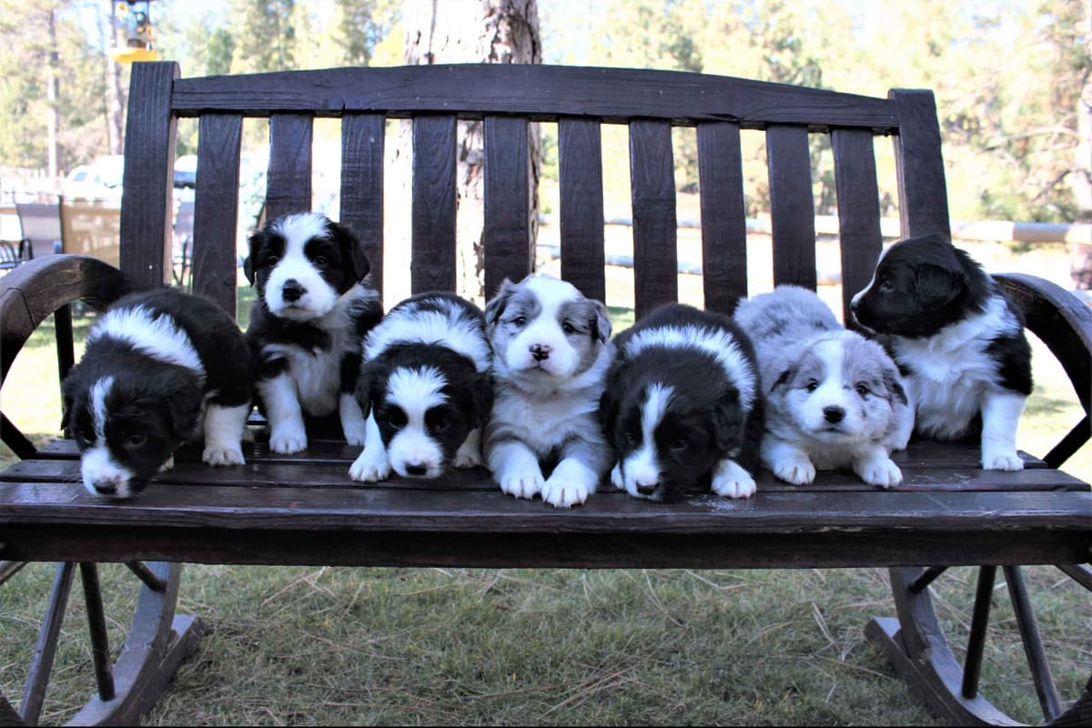 Border Collie Puppies - Show Quality - Lower Drive - Family Puppies breeder image 57
