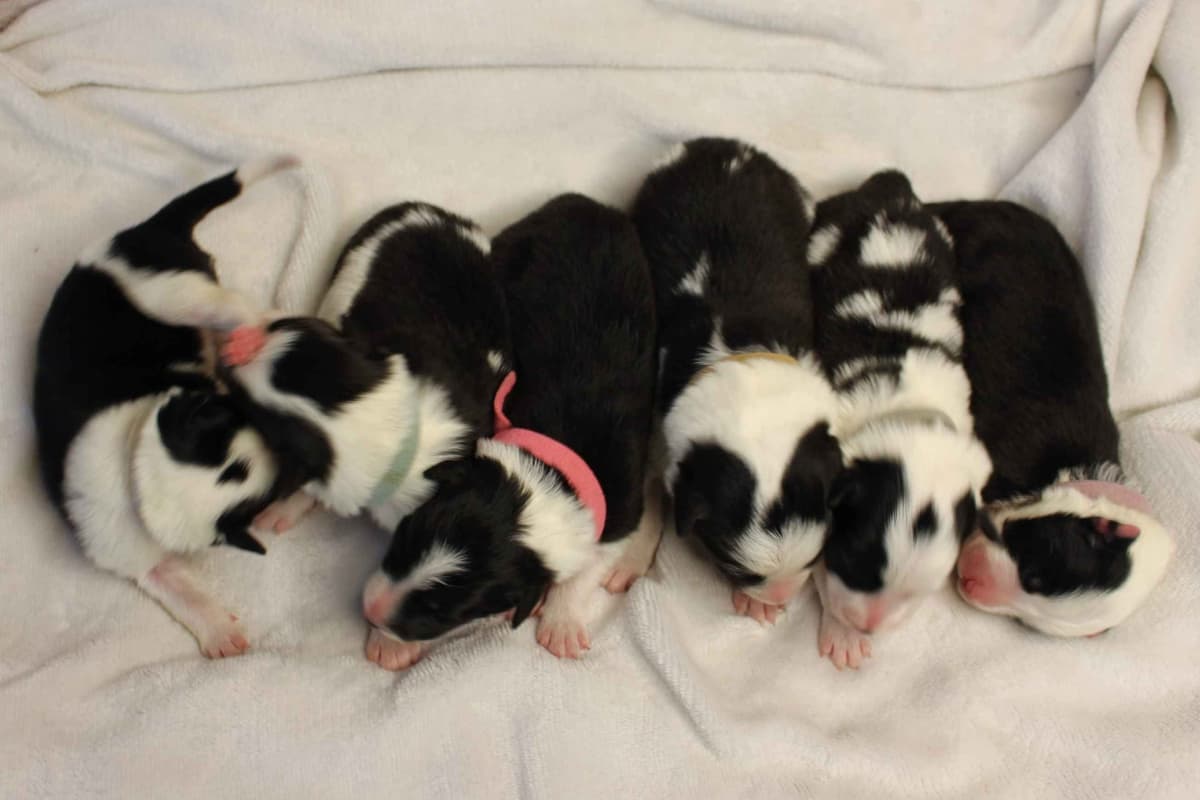 Border Collie Puppies - Show Quality - Lower Drive - Family Puppies breeder image 58