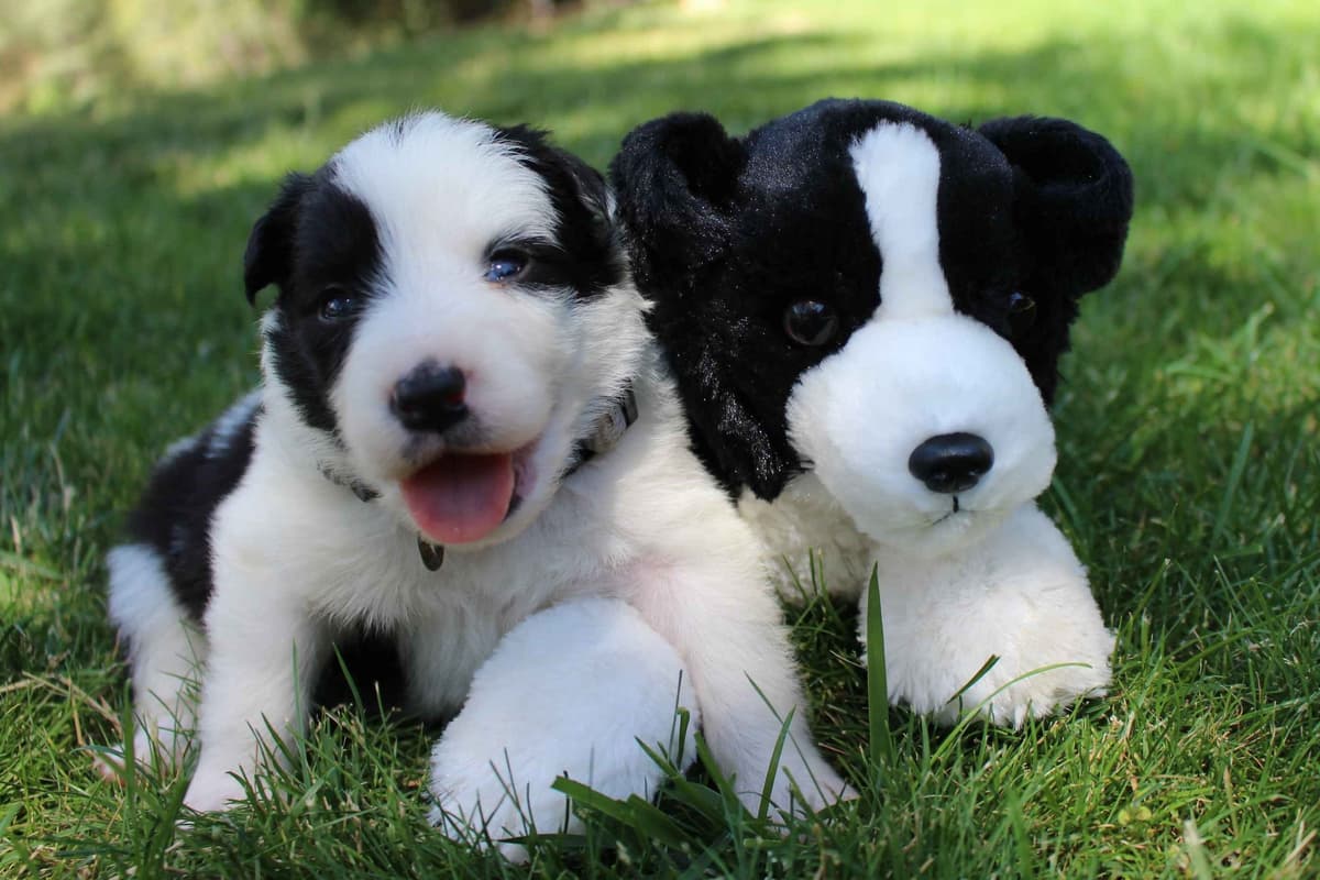 Border Collie Puppies - Show Quality - Lower Drive - Family Puppies breeder image 59