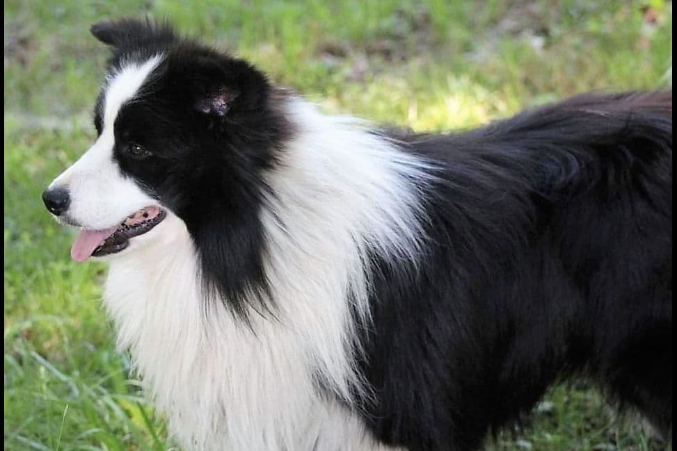 Border Collie Puppies - Show Quality - Lower Drive - Family Puppies breeder image 60