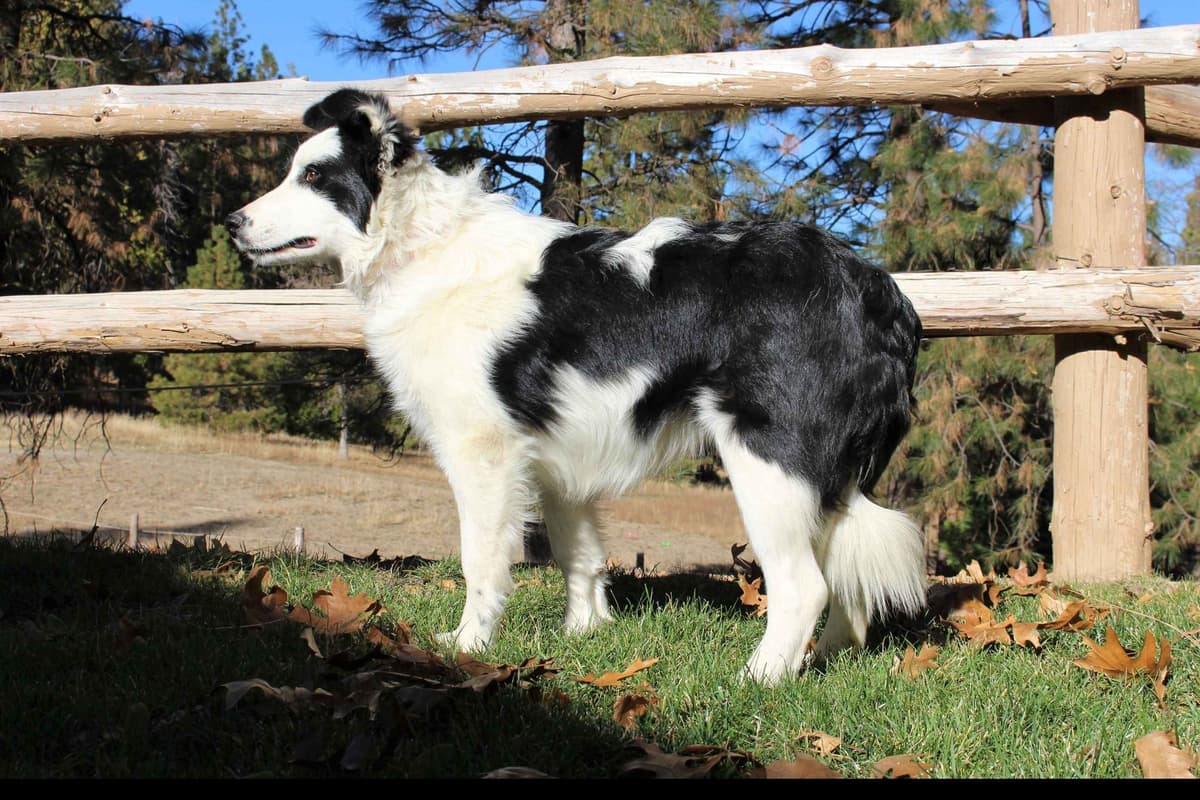 Border Collie Puppies - Show Quality - Lower Drive - Family Puppies breeder image 62