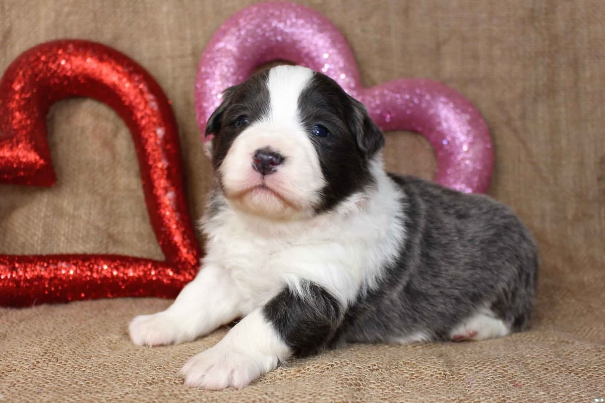 Border Collie Puppies - Show Quality - Lower Drive - Family Puppies breeder image 64