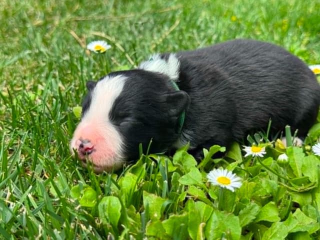 Border Collie Puppies - Show Quality - Lower Drive - Family Puppies media 2