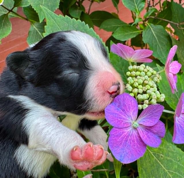 Border Collie Puppies - Show Quality - Lower Drive - Family Puppies media 3