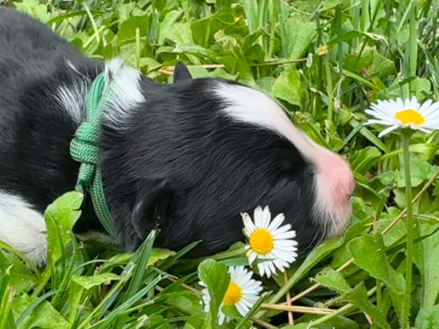 Border Collie Puppies - Show Quality - Lower Drive - Family Puppies media 4