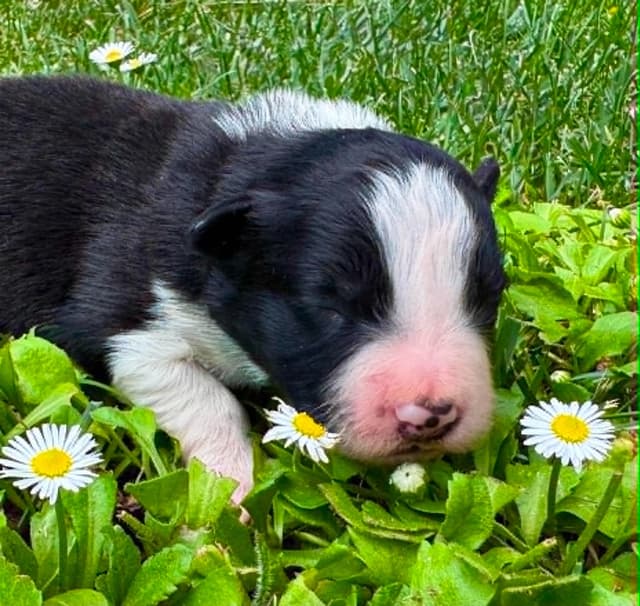 Border Collie Puppies - Show Quality - Lower Drive - Family Puppies media 5