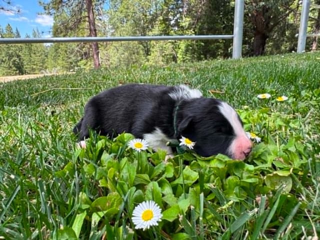 Border Collie Puppies - Show Quality - Lower Drive - Family Puppies media 6