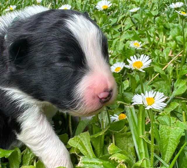 Border Collie Puppies - Show Quality - Lower Drive - Family Puppies media 7