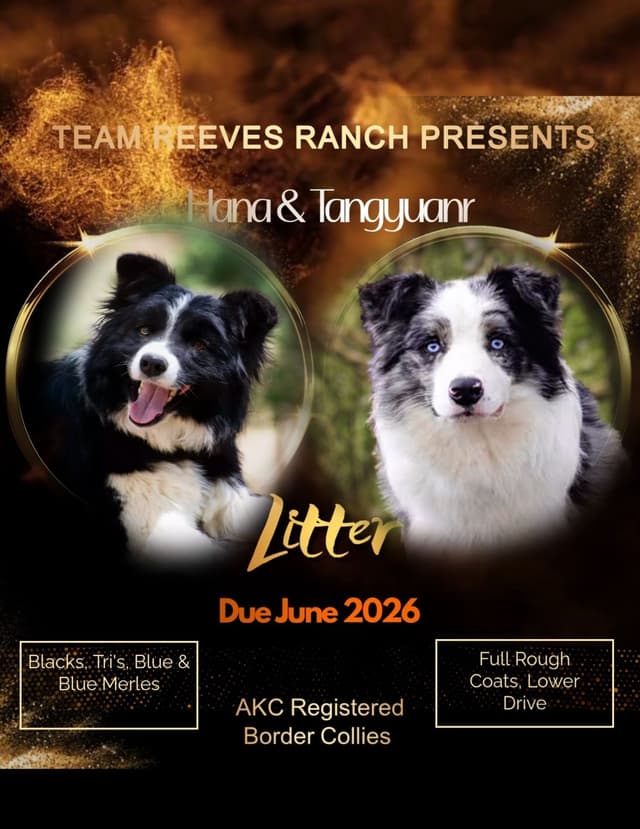 Border Collie Puppies - Show Quality - Lower Drive - Family Puppies media 8