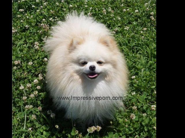 Sweetness all around! breeder image 1
