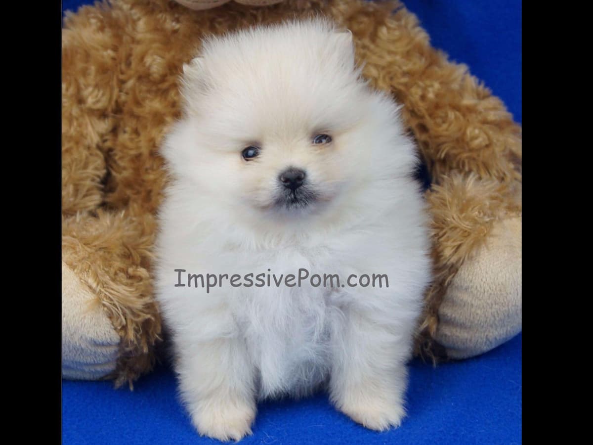 Sweetness all around! breeder image 2