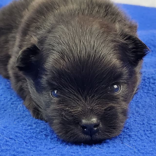 Beautiful black baby media 5