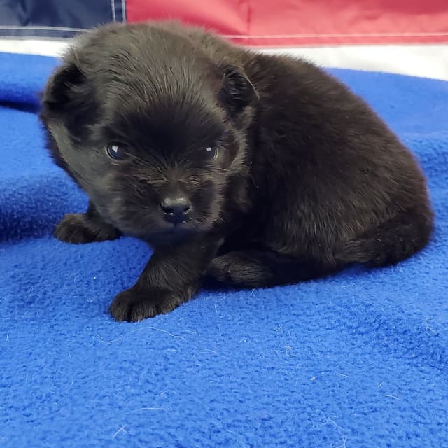 Beautiful black baby media 6