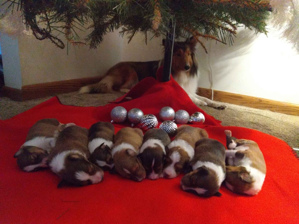 Last Sheltie of this Litter breeder image 6