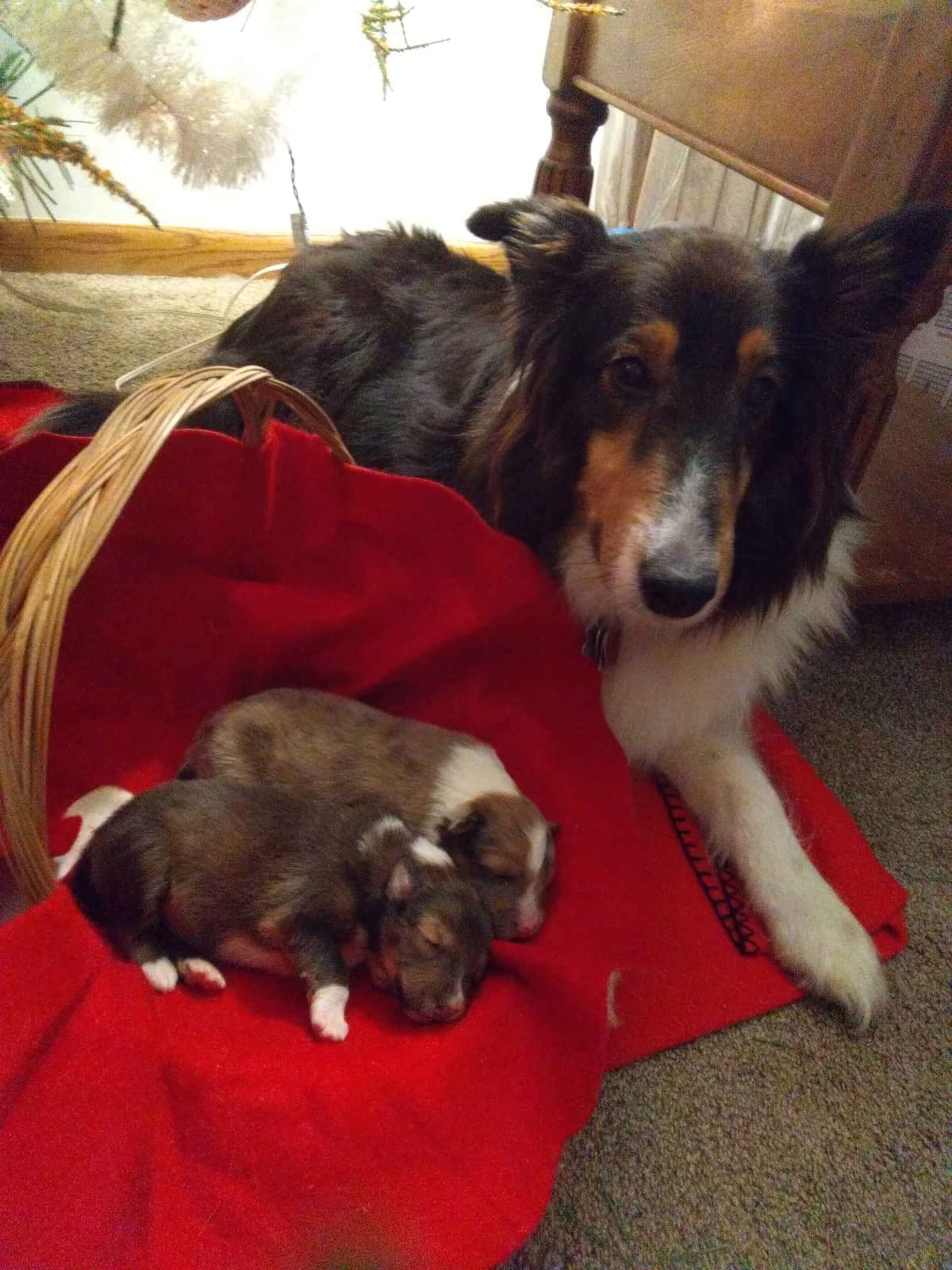 Last Sheltie of this Litter breeder image 7