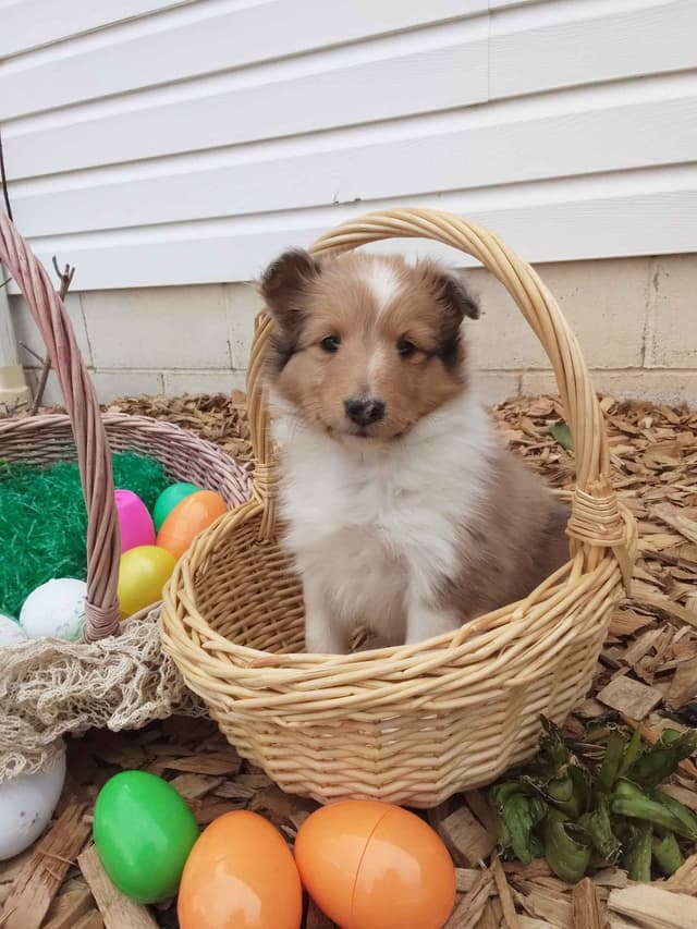 Last Sheltie of this Litter media 2