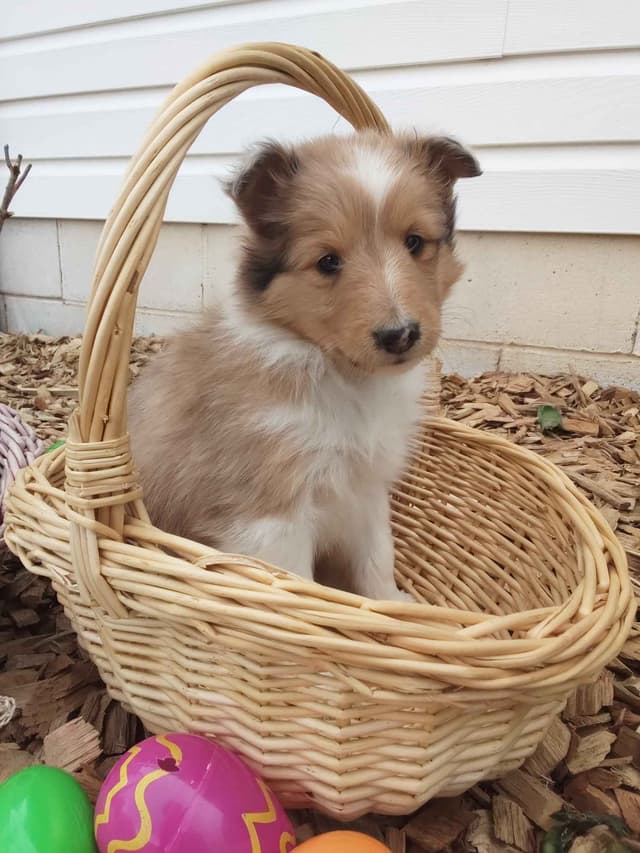 Last Sheltie of this Litter media 3