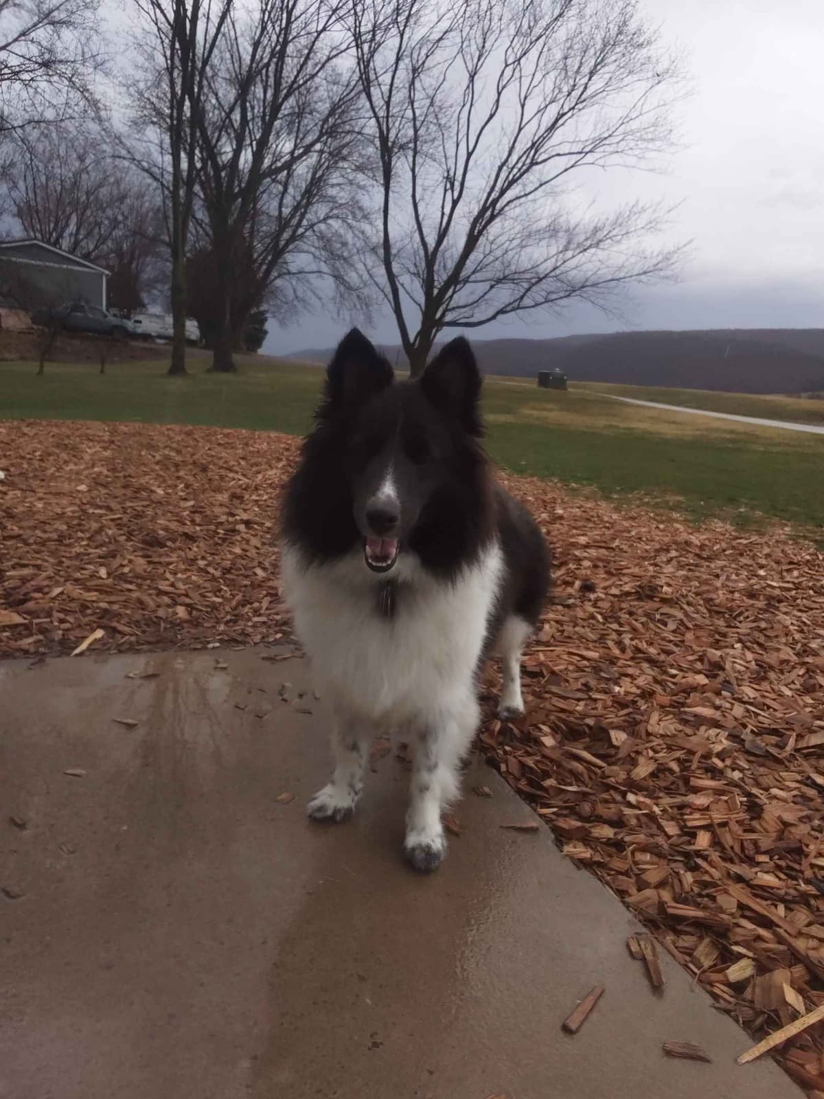 Last Sheltie of this Litter breeder image 5